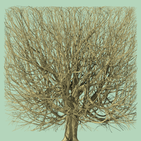 How trees grow