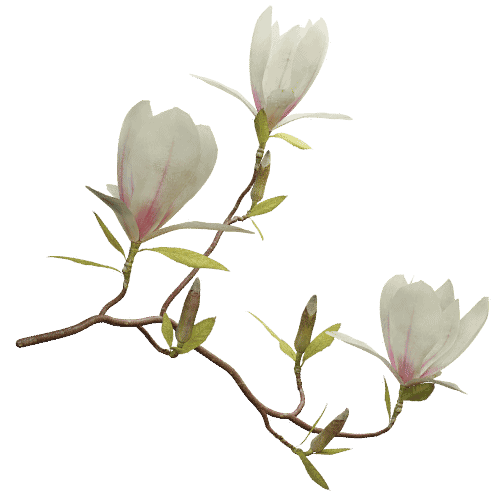 Saucer magnolia screenshot