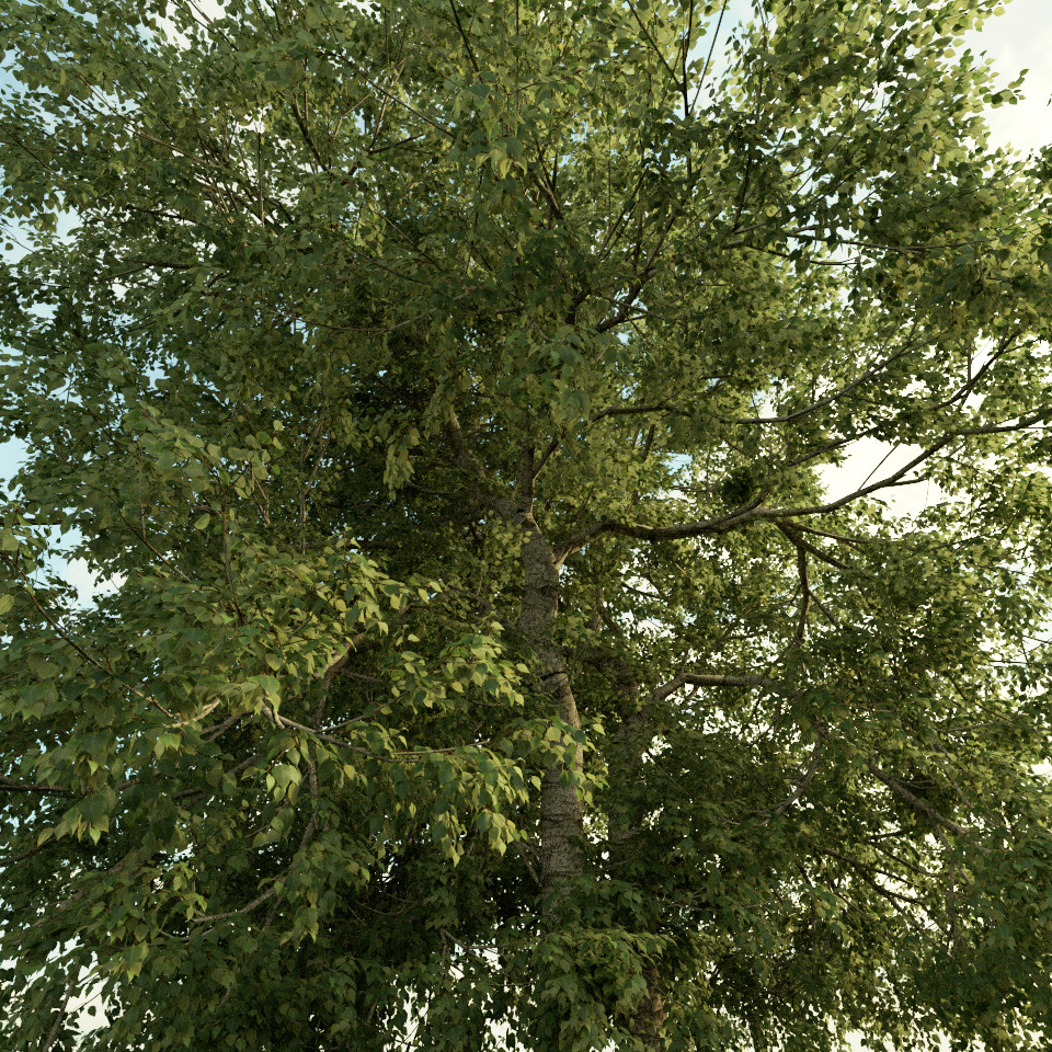 Paper Birch - The Grove 3D trees