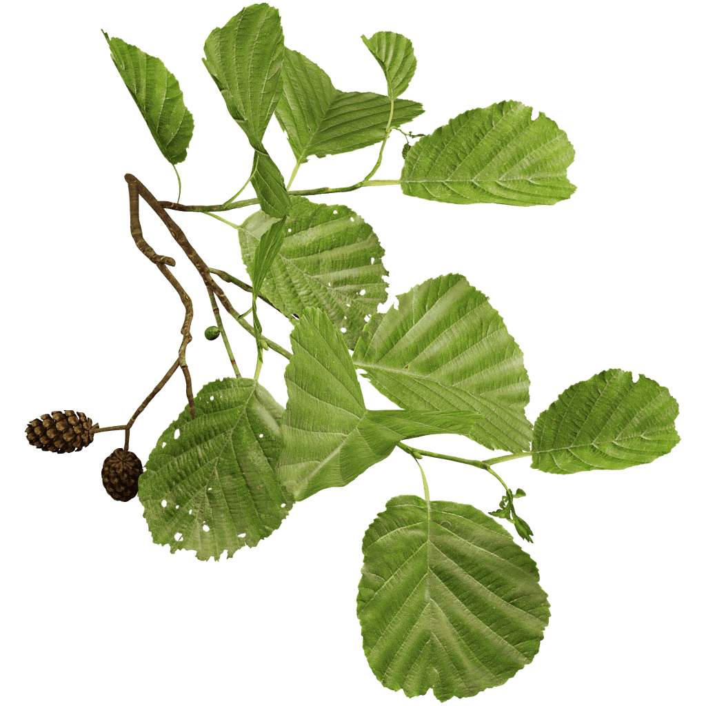 Black Alder - The Grove 3D Trees