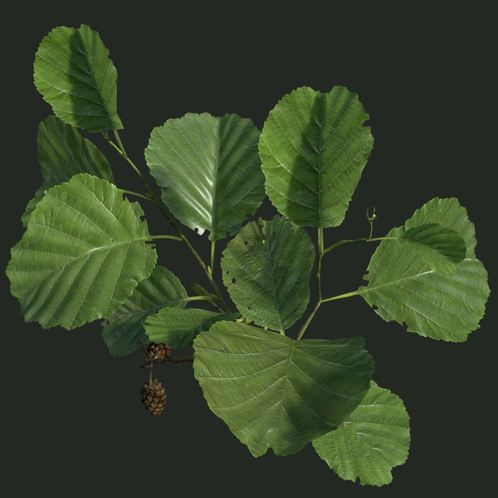 Black Alder Pictures