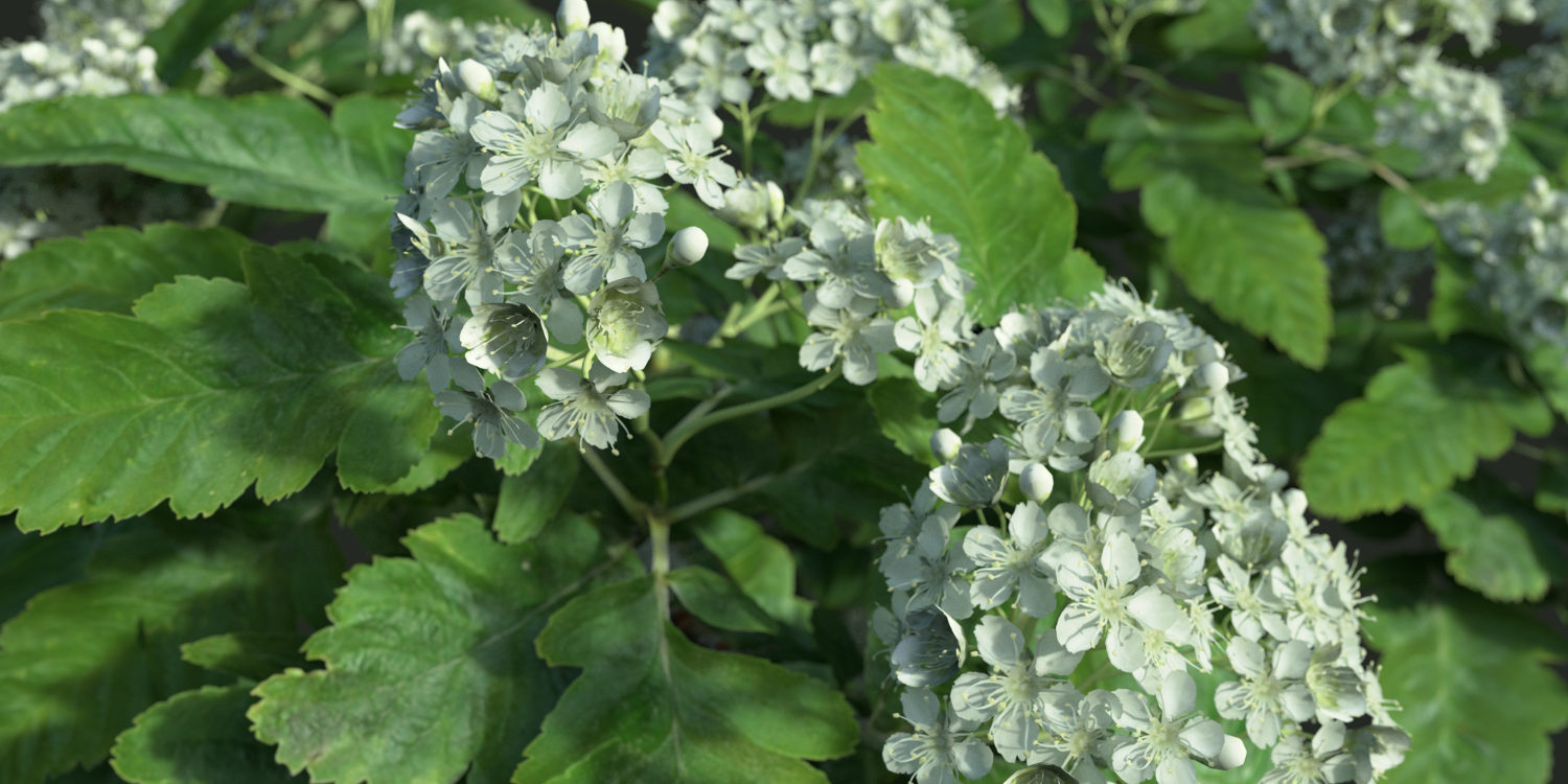 Render of a twig model with intricately detailed flowers.