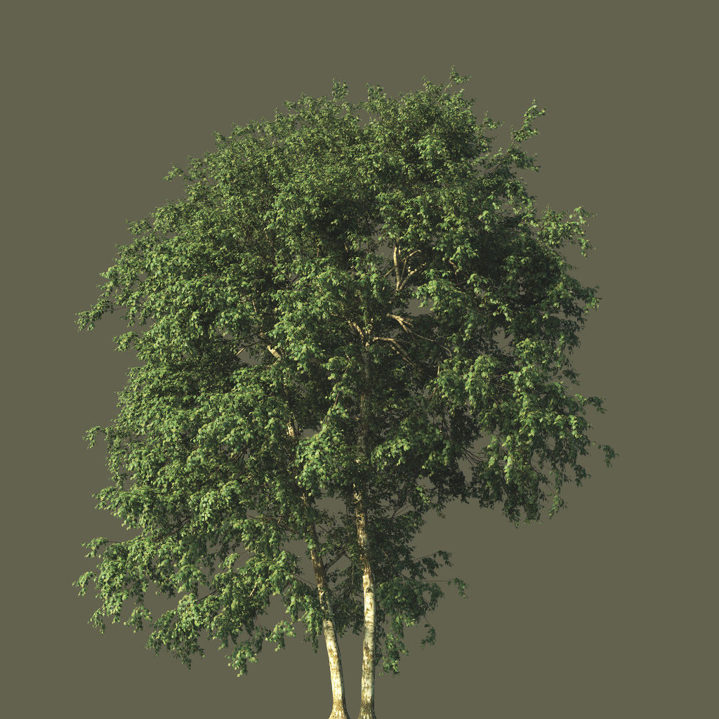 PaperBirch3DTreeSummer