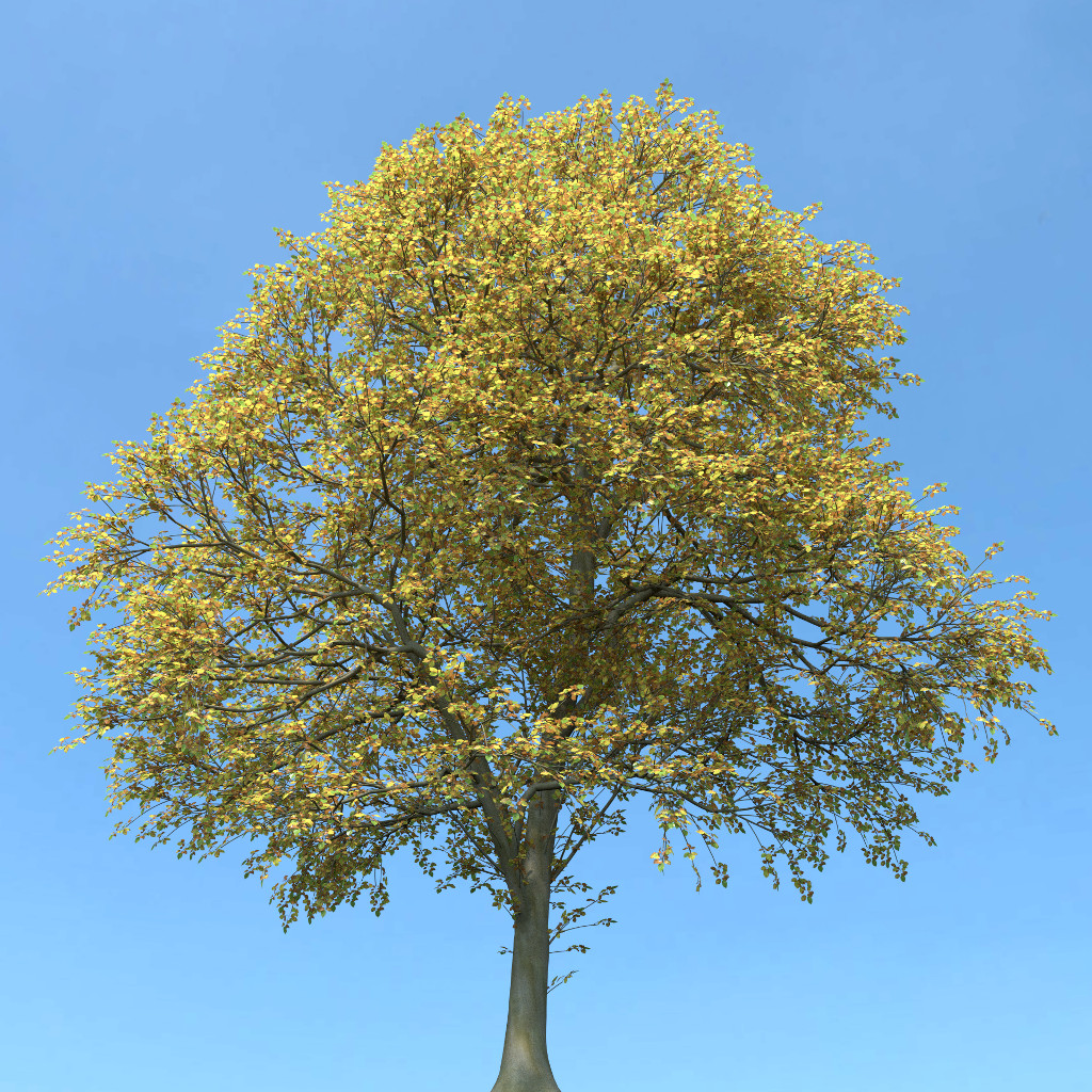 BeechFallTree