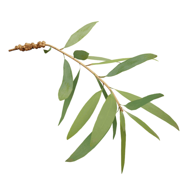 Bottlebrush The Grove