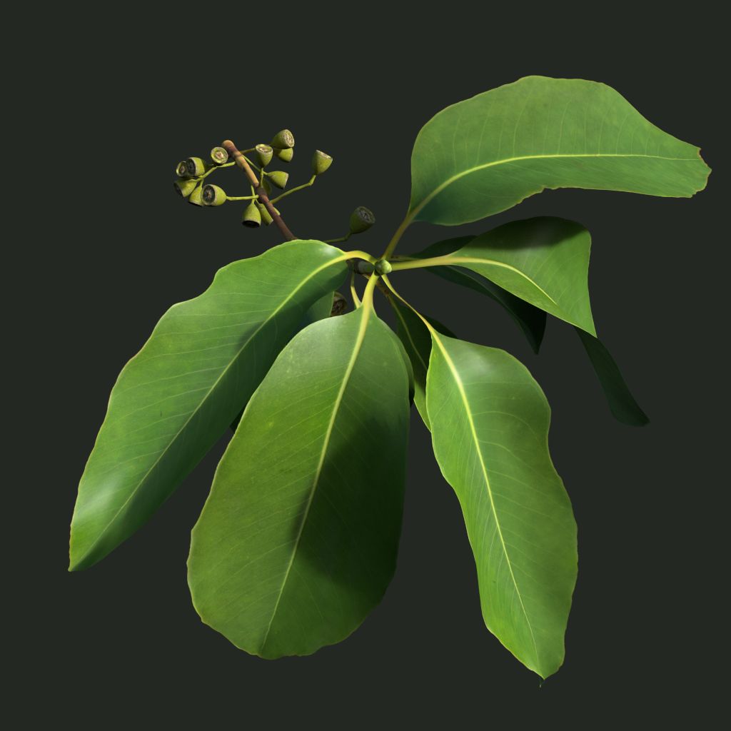 BrushBoxTwig