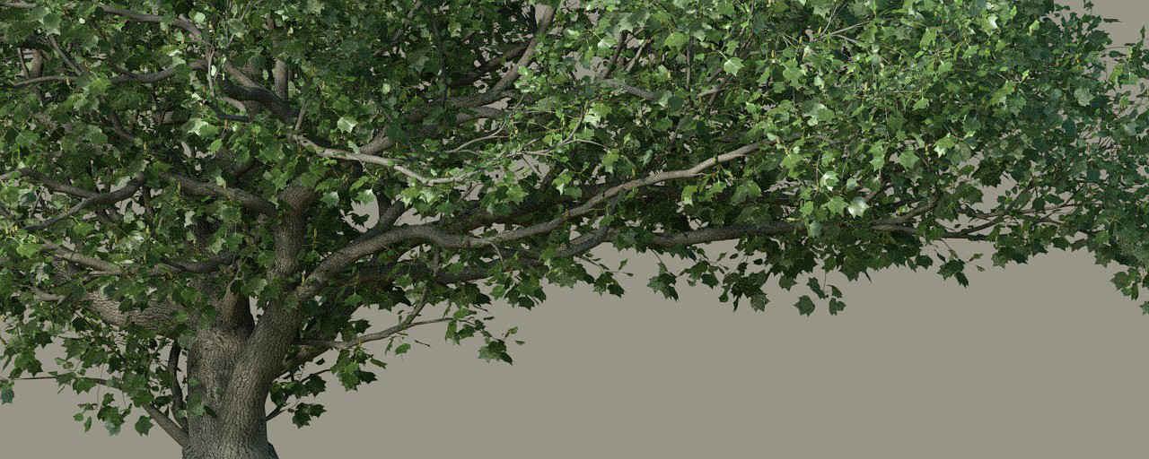 Tulip tree - The Grove