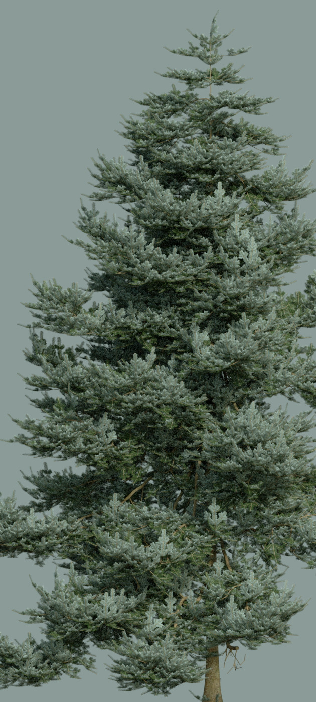 pacificsilverfir