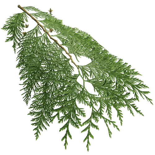 Western redcedar screenshot