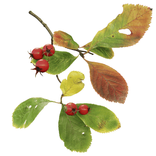 Cockspur hawthorn screenshot