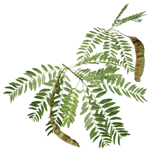 Honey locust screenshot