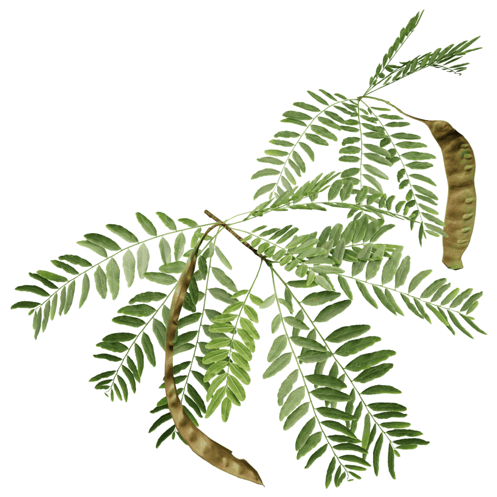 Honey Locust The Grove