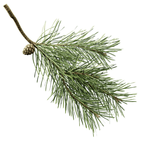 Scots pine screenshot