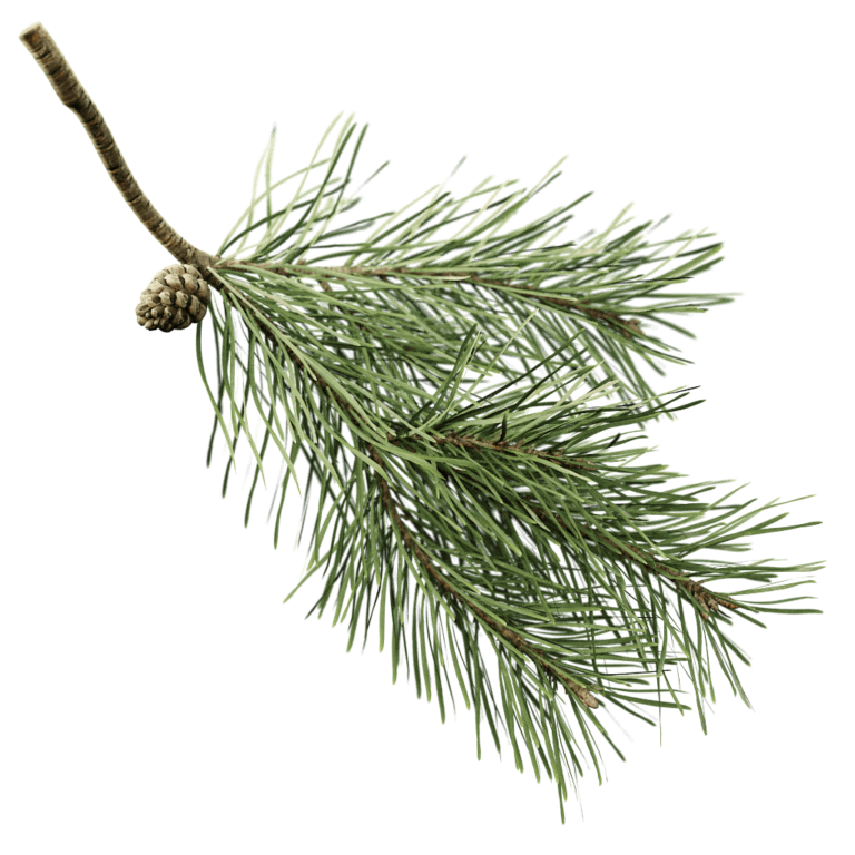 Scots Pine The Grove scots-pine-the-grove