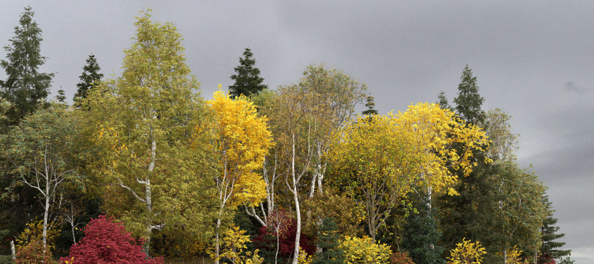 A render of a grove of mixed tree species by Carl Roe, showing that The Grove can grow a wide variety of tree shapes.