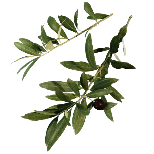 Olive screenshot