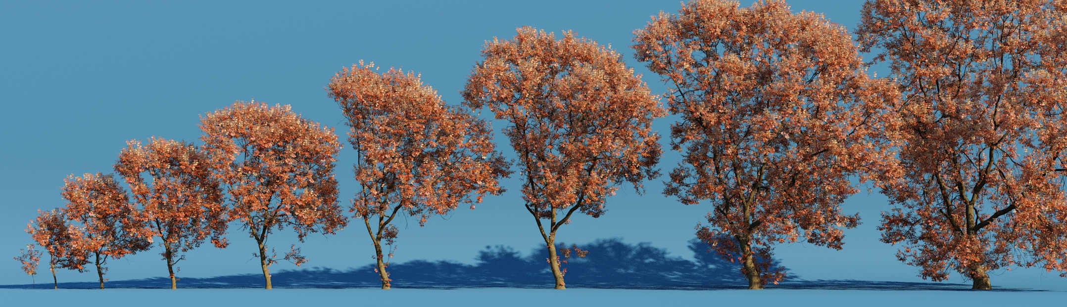 From left to right, a sequence of the same tree as it grows through time.