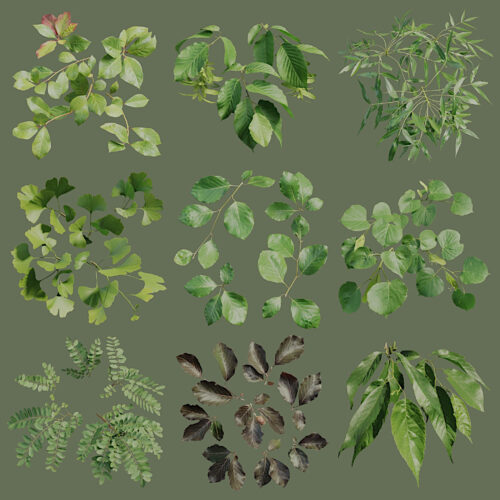 3D Tree Growing Software - The Grove