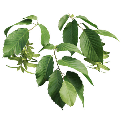 European hornbeam screenshot