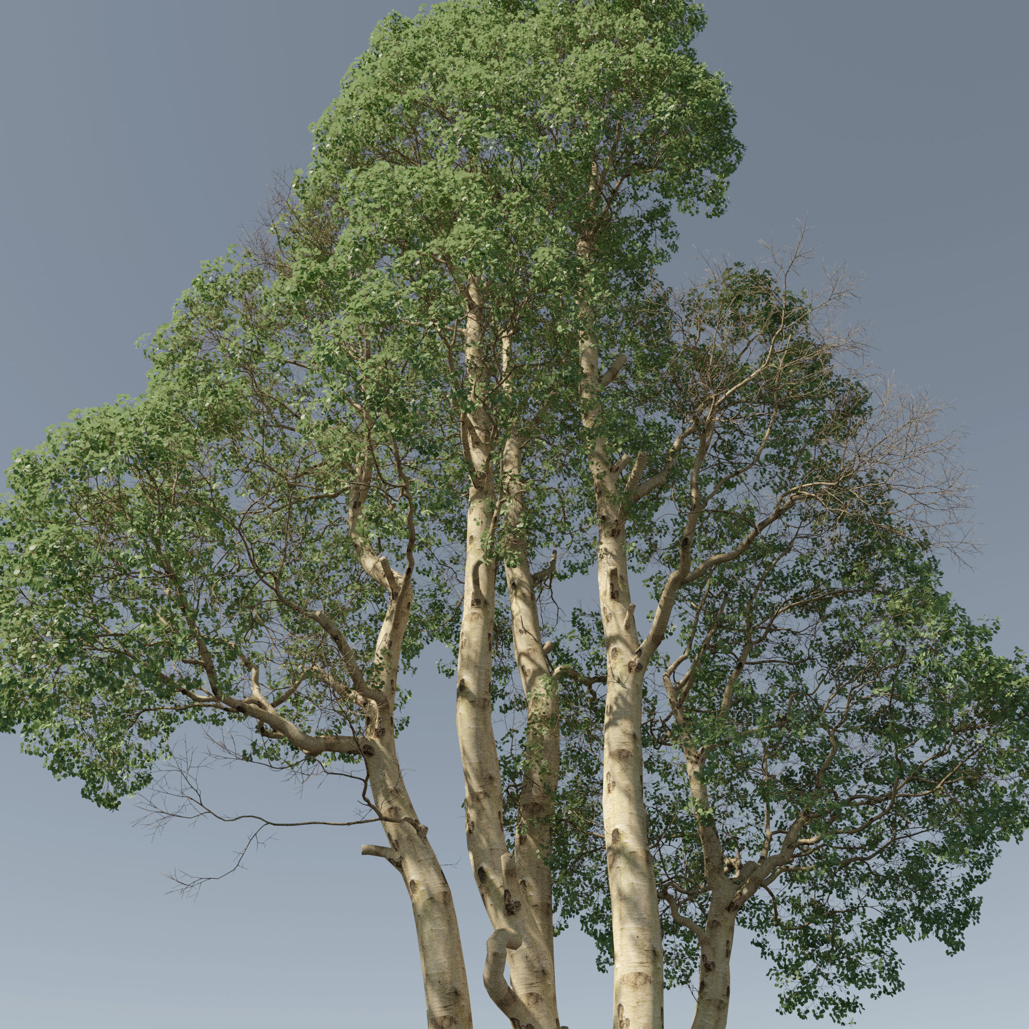 Paper Birch - The Grove 3D trees