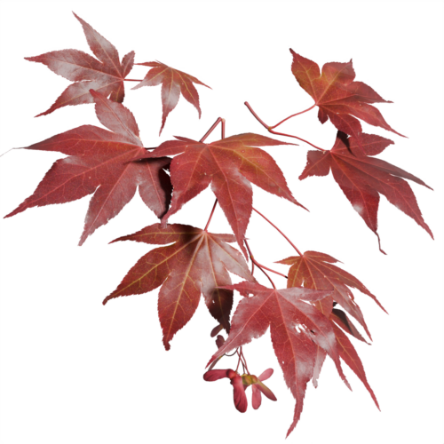 Japanese maple ‘Atropurpereum’ screenshot