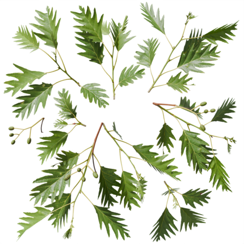 Cut-leaved alder