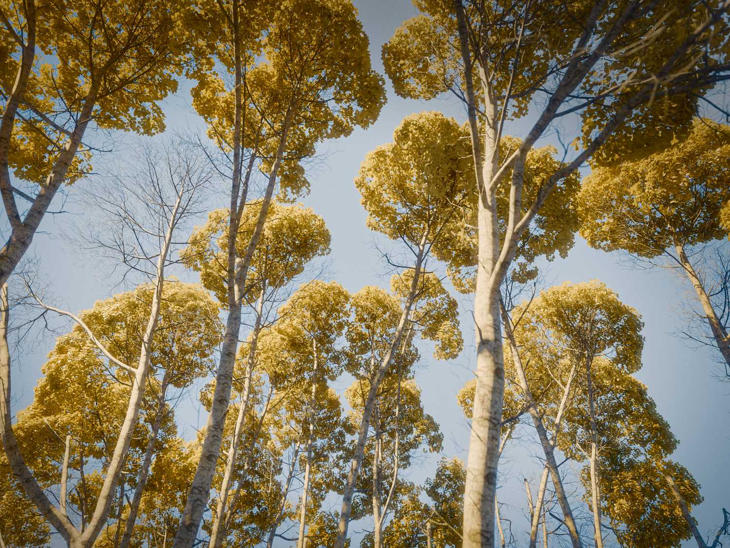 Render of an aspen tree forest.