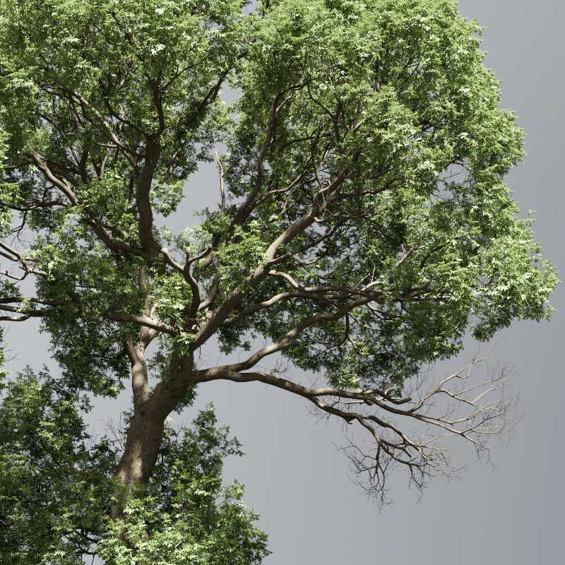 樹木生成ツールThe Grove 2.3、シーンに直接描画が可能に